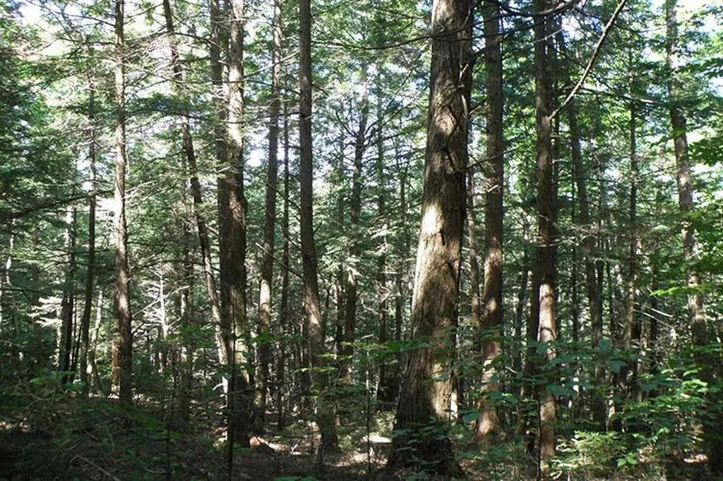 00 Bear Notch Road West Fairlee VT 05083