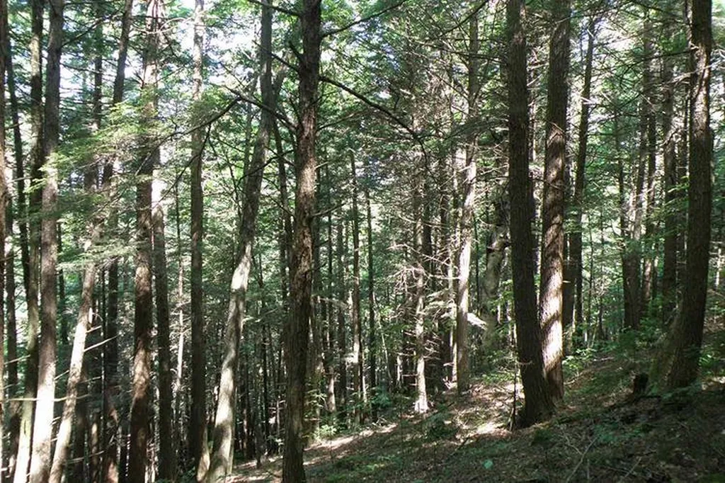 00 Bear Notch Road West Fairlee VT 05083
