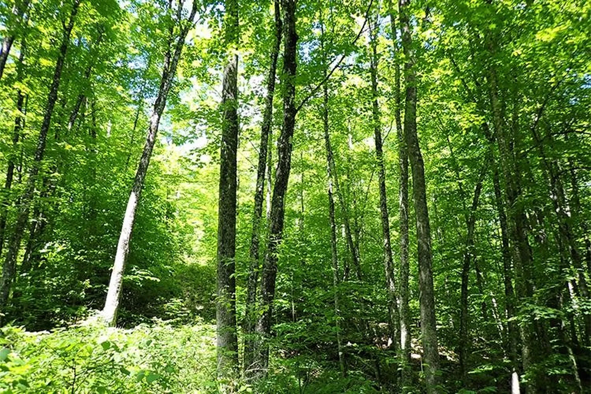 00 Bear Notch Road West Fairlee VT 05083