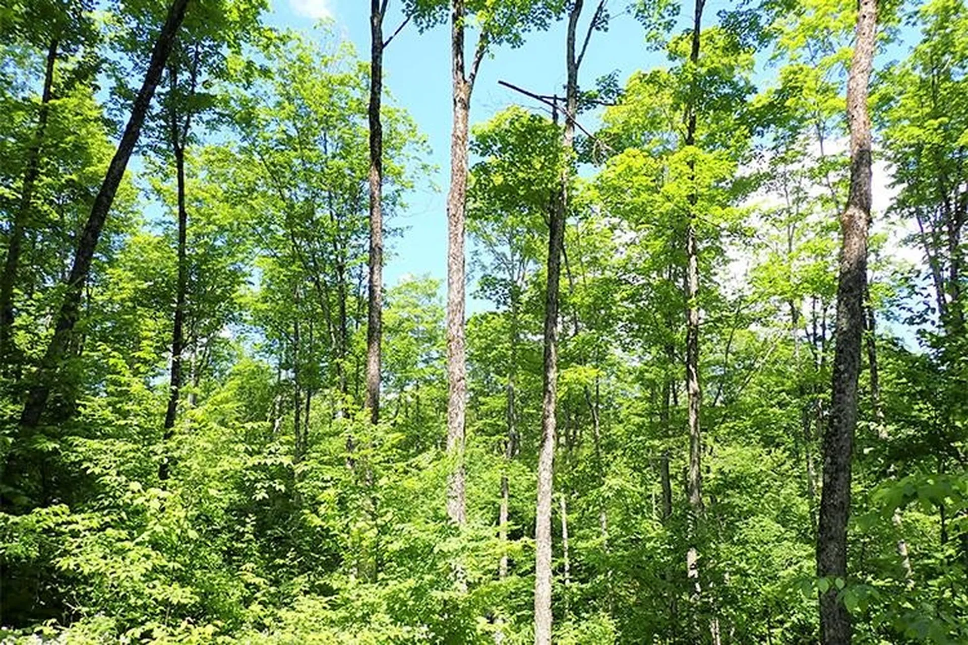 00 Bear Notch Road West Fairlee VT 05083