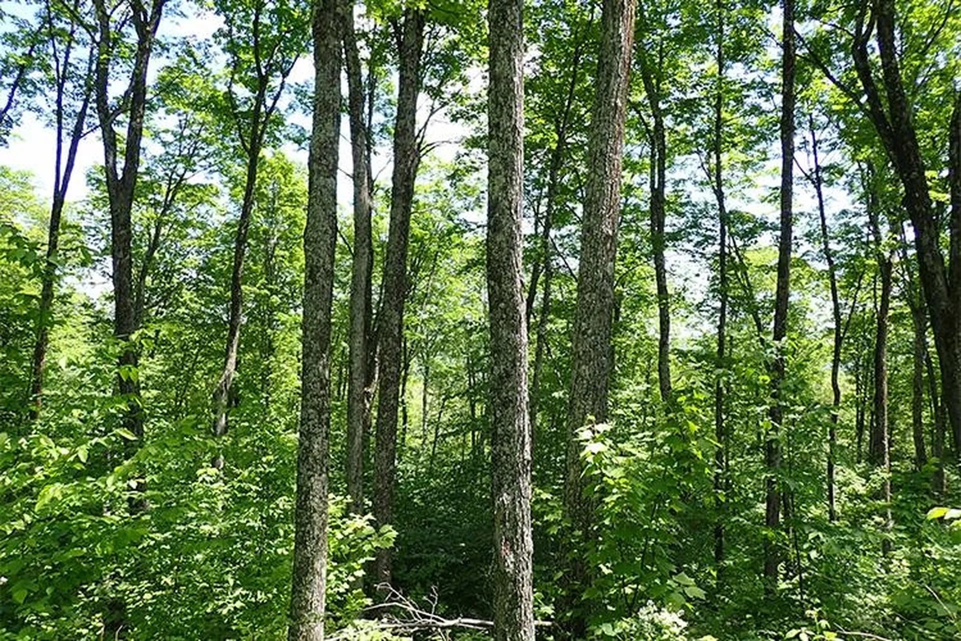 00 Bear Notch Road West Fairlee VT 05083