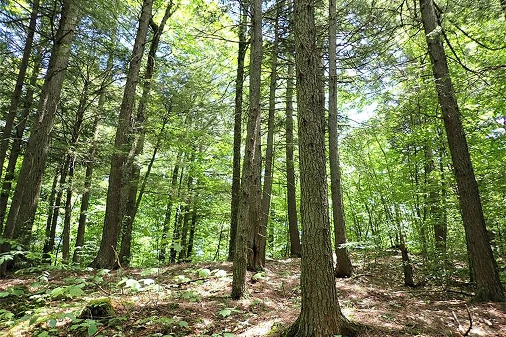00 Bear Notch Road West Fairlee VT 05083