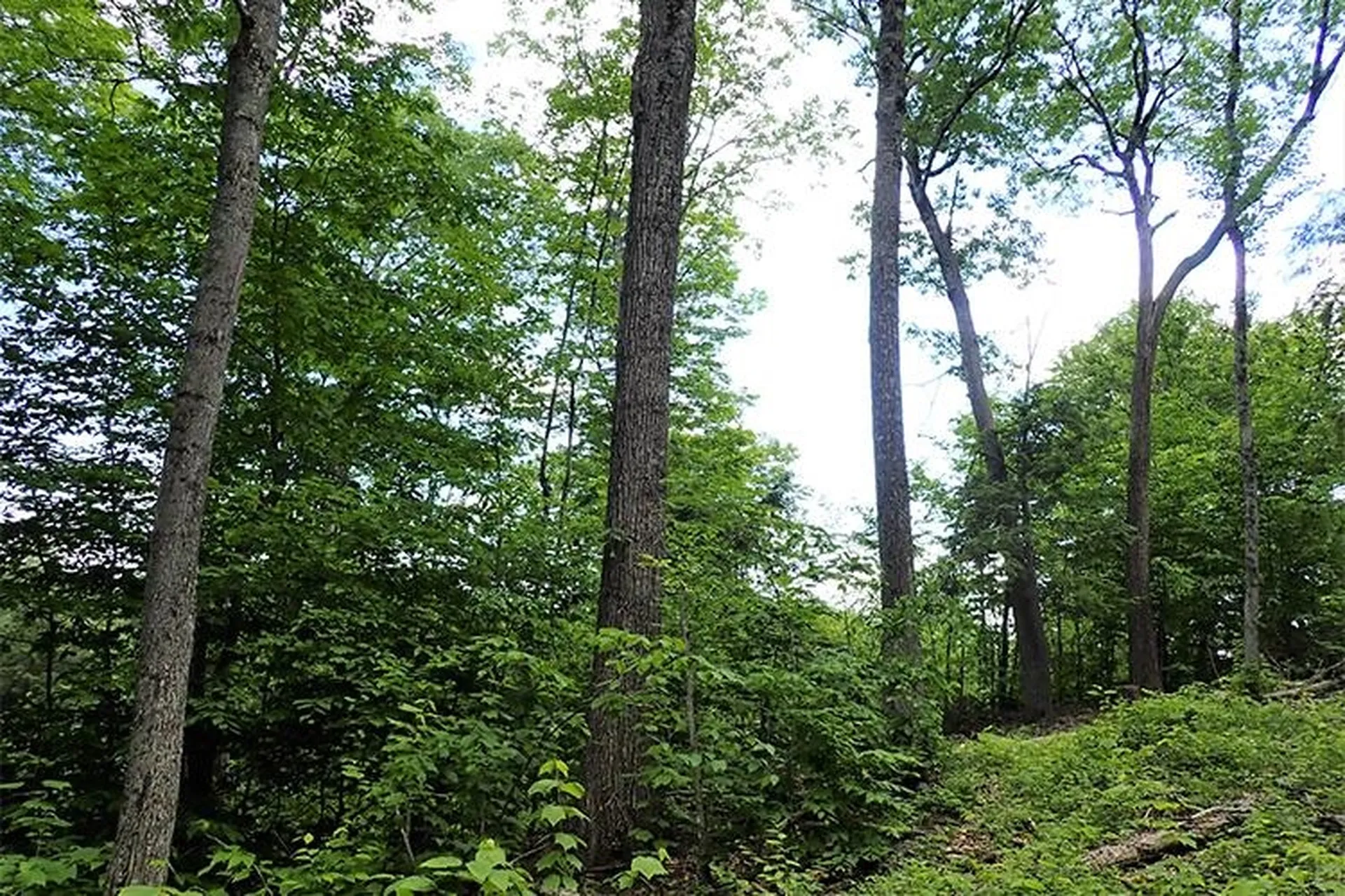 00 Bear Notch Road West Fairlee VT 05083