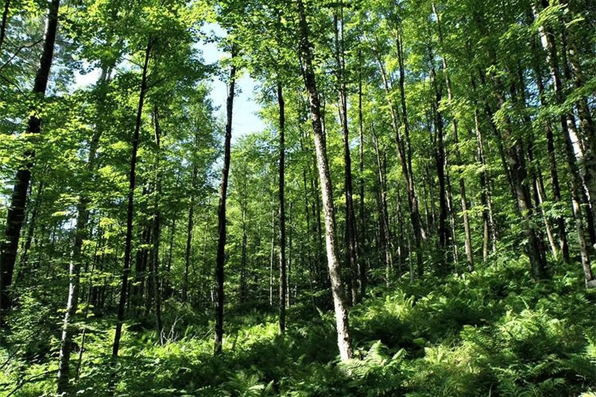 00 Bear Notch Road West Fairlee VT 05083