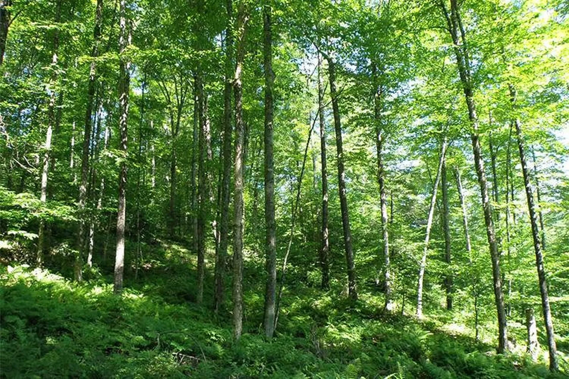 00 Bear Notch Road West Fairlee VT 05083