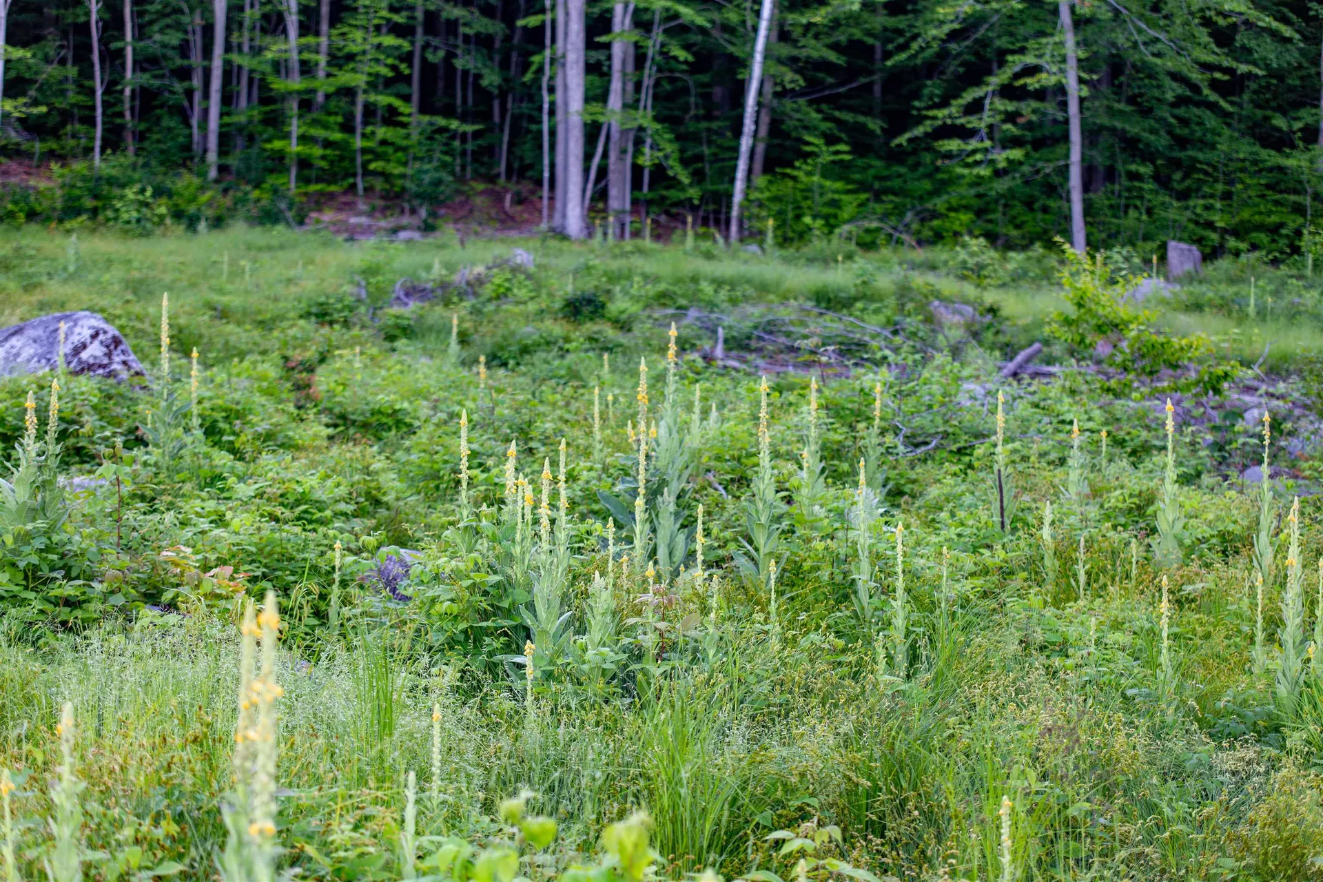 302 Mount Israel Road Sandwich NH 03227