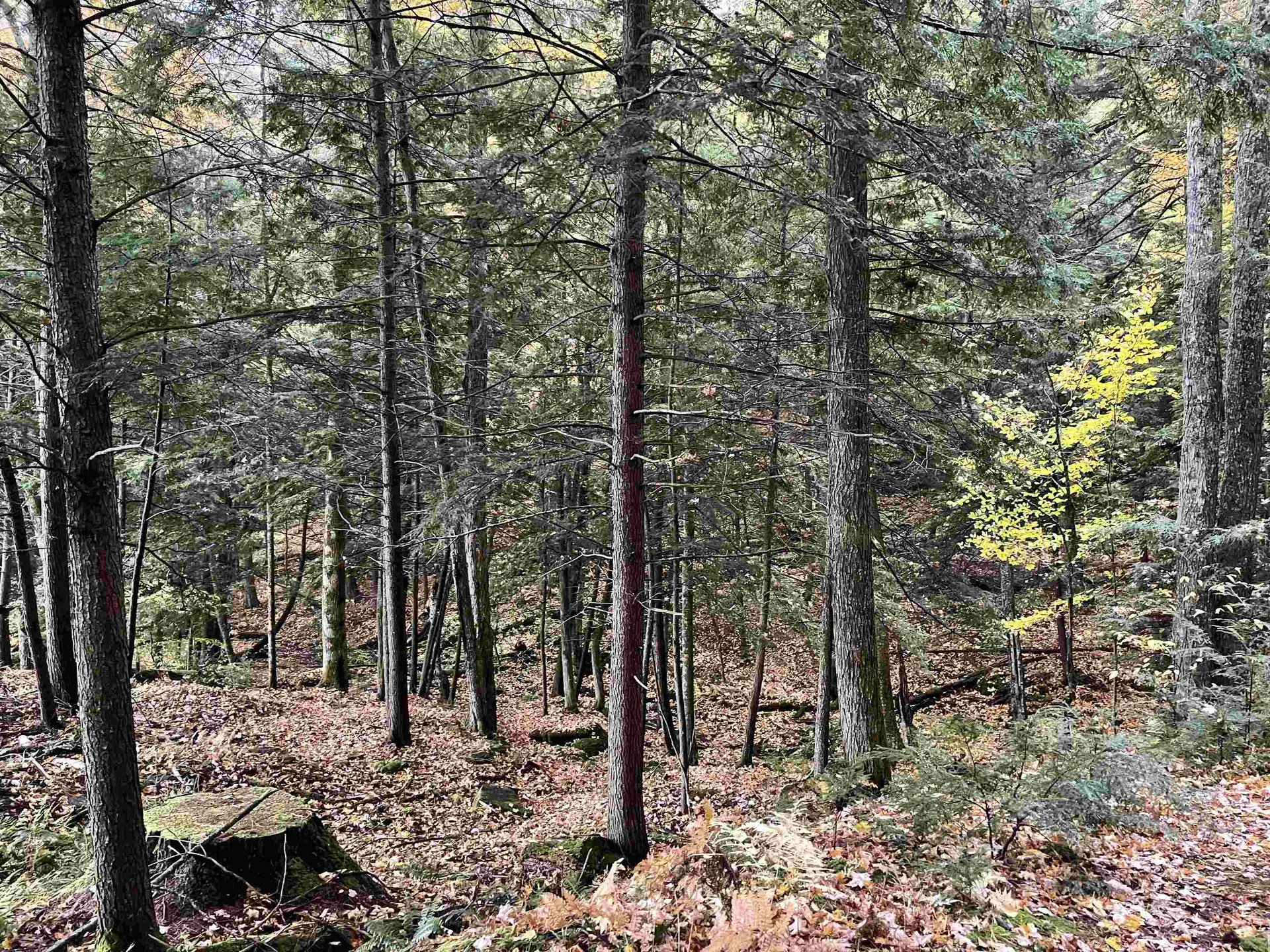 954 Butternut Hill Road Waitsfield VT 05673