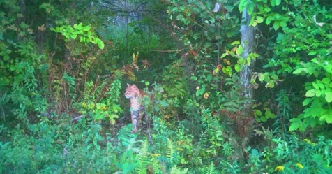 849 Mount Bess Road Charleston VT 05872