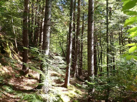Jewell Hill Road Groton NH 03241