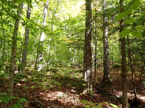 Jewell Hill Road Groton NH 03241