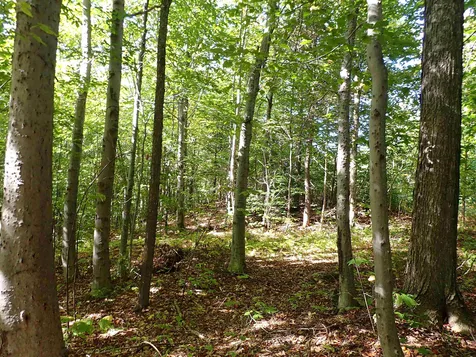 Jewell Hill Road Groton NH 03241