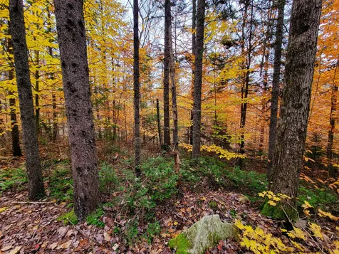 90 Greens Road Groton VT 05046