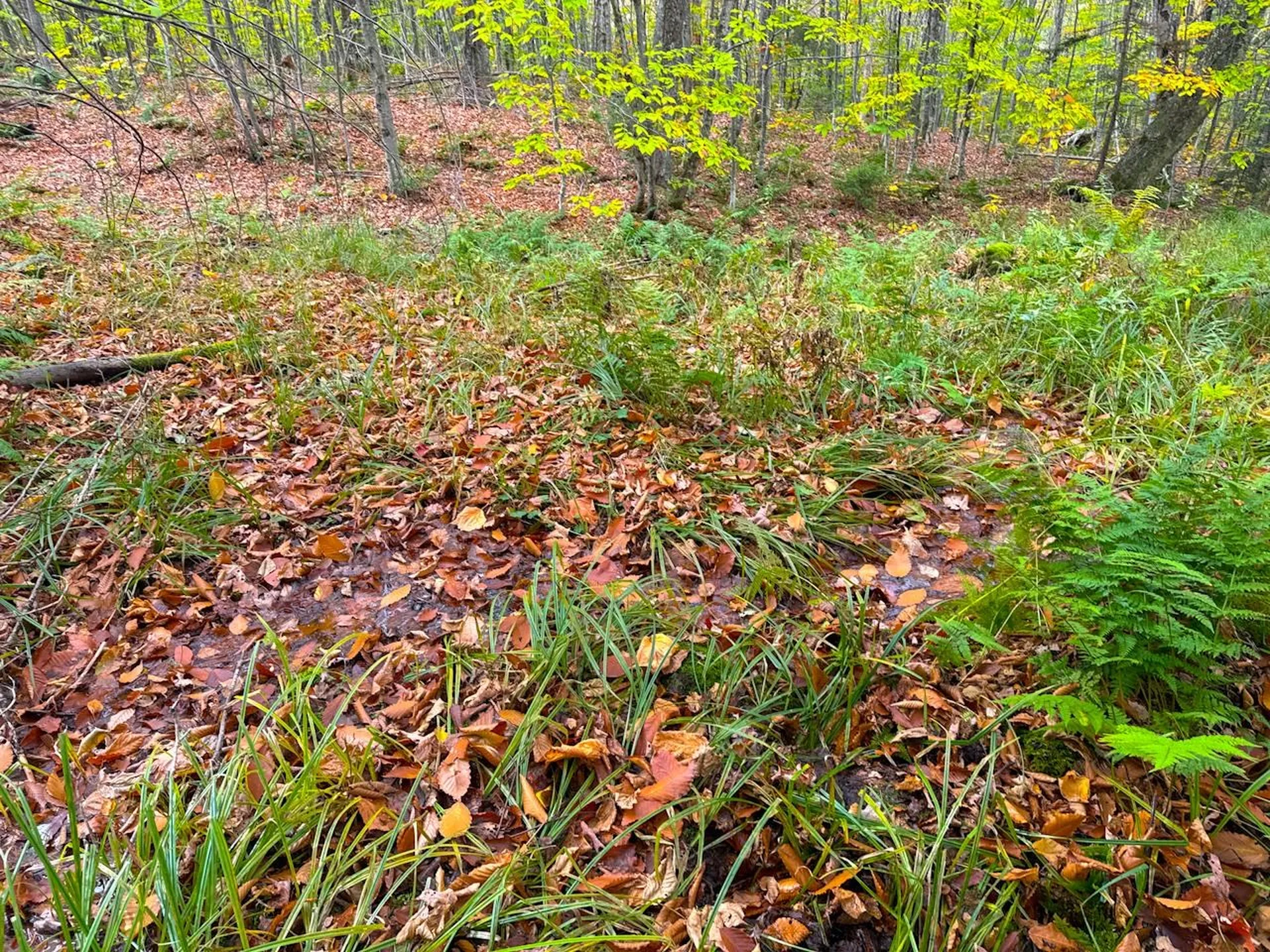 0 Cider Mountain Road Warren VT 05674