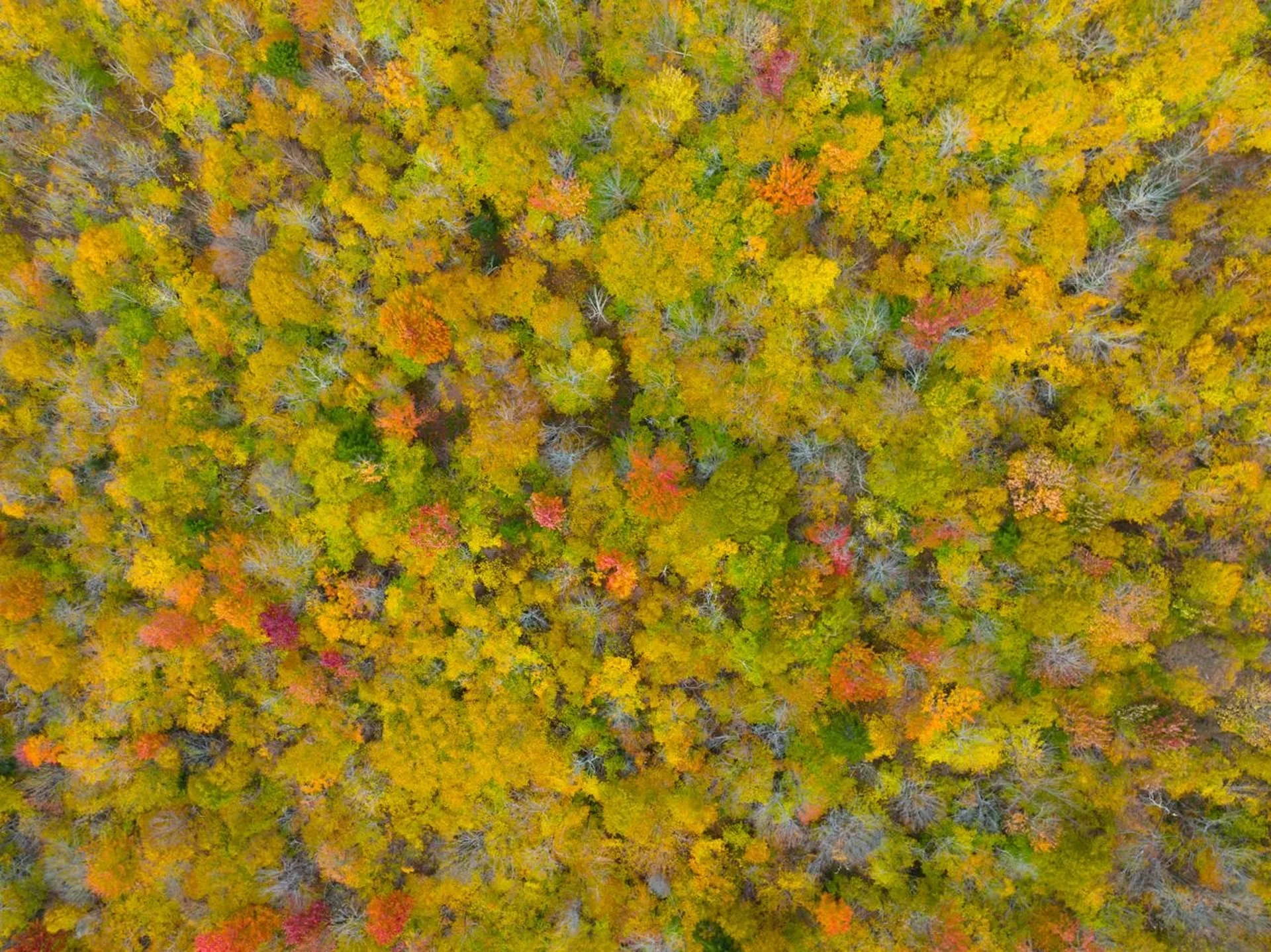 0 Cider Mountain Road Warren VT 05674