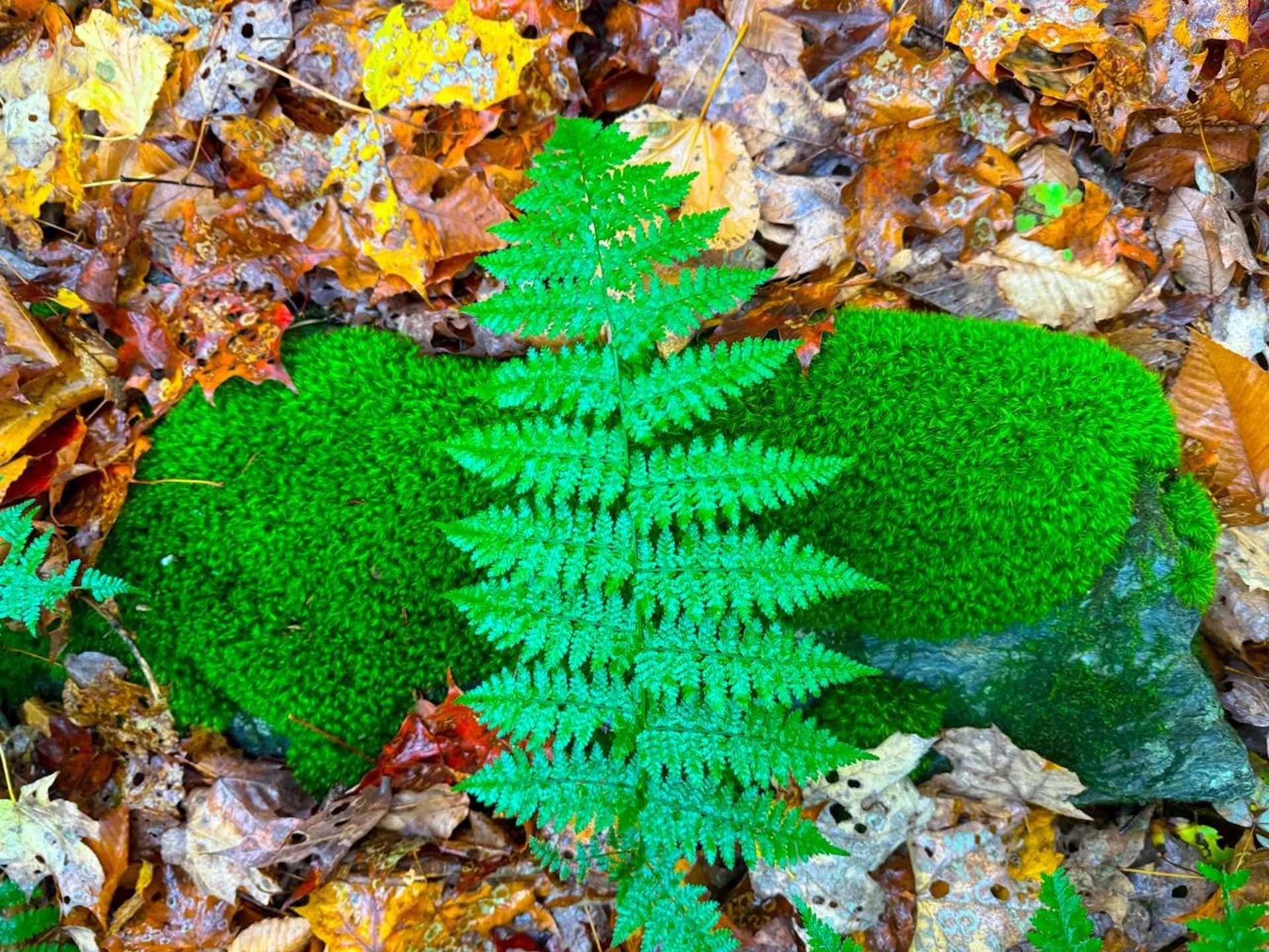 0 Cider Mountain Road Warren VT 05674