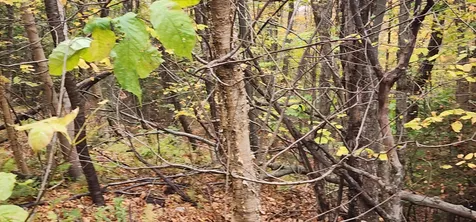 144 Nameless Road Roxbury VT 05669