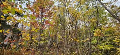 144 Nameless Road Roxbury VT 05669