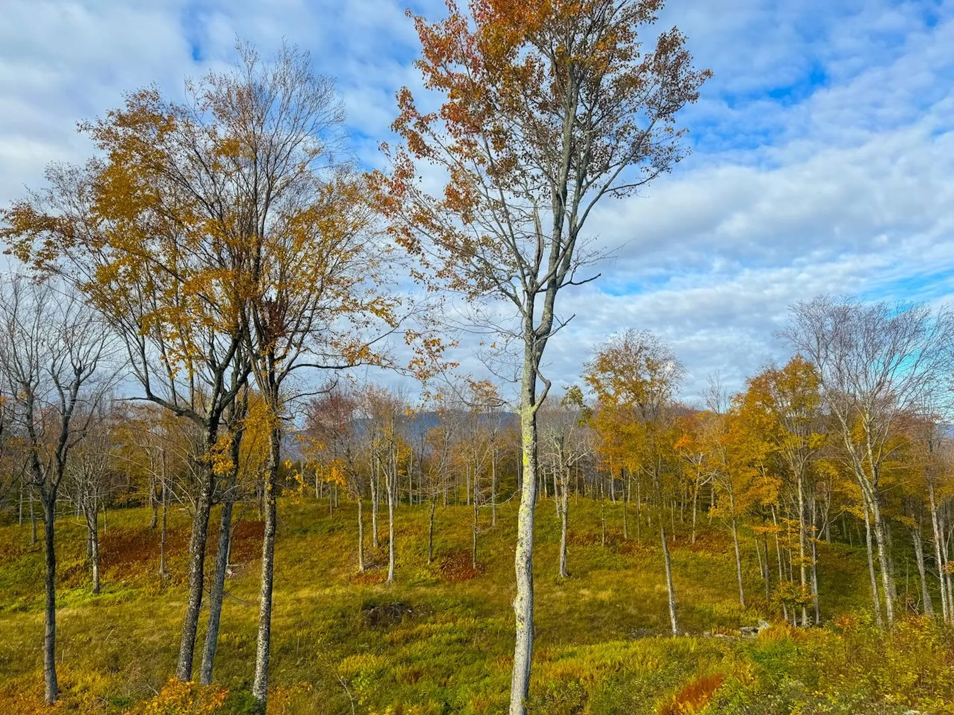 655 Cider Mountain Road Warren VT 05674