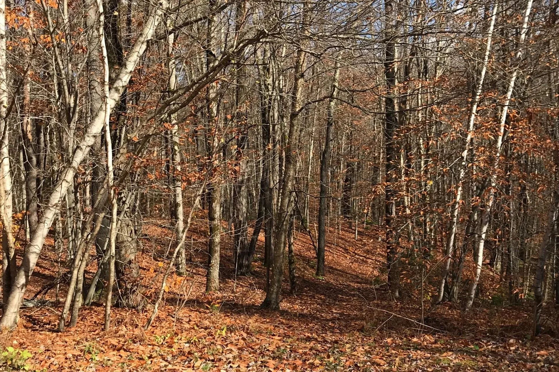 140 Irish Settlement Road Underhill VT 05489