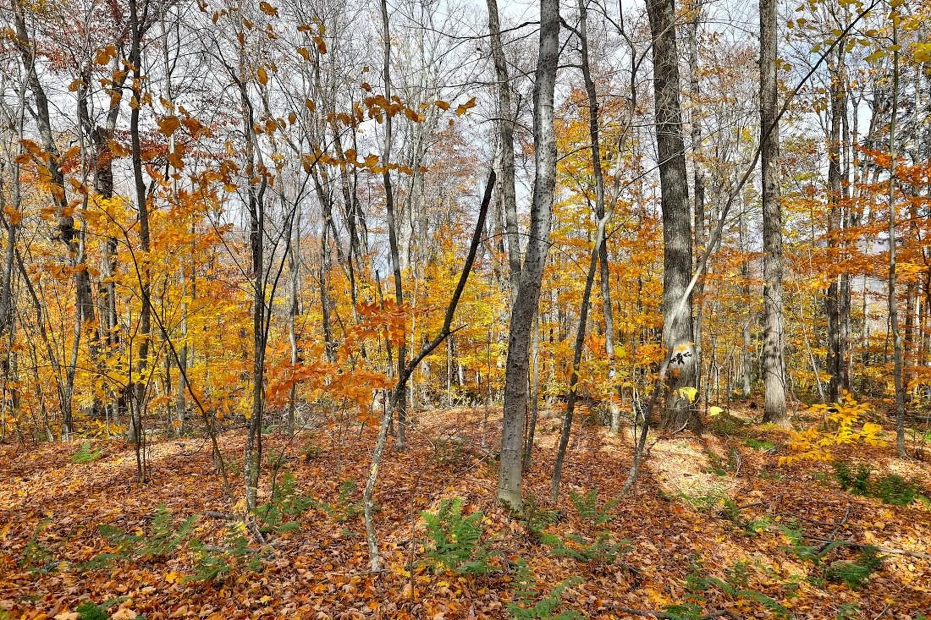 430 Lower Rebecca Lane Killington VT 05751