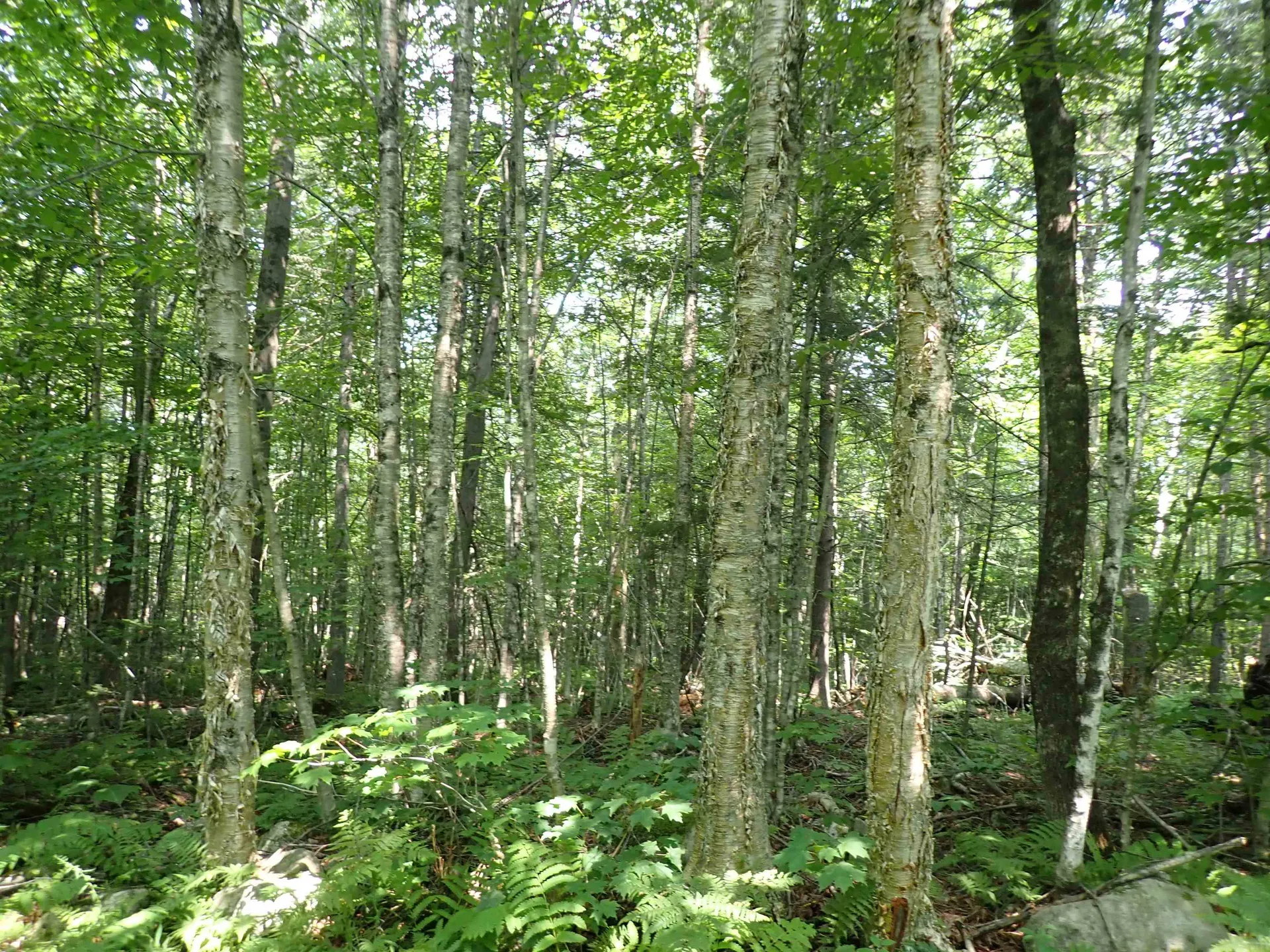 72 Levi Pond Road Groton VT 05046