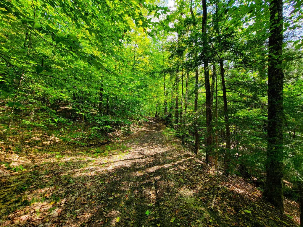 580 Forest Trail Newbury VT 05051