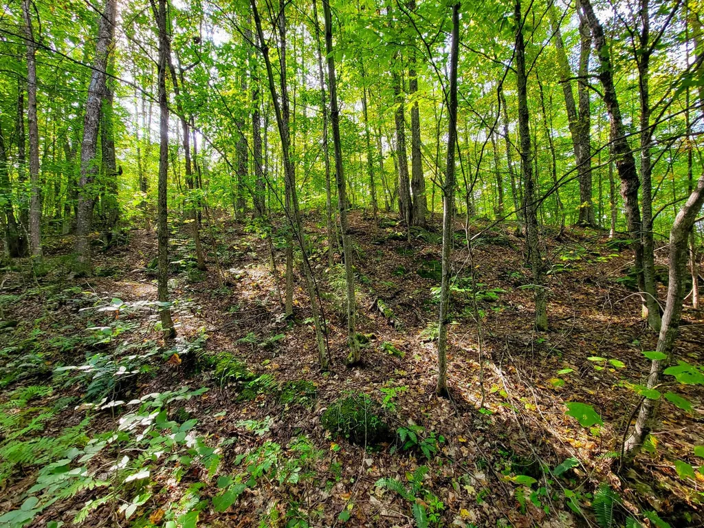 580 Forest Trail Newbury VT 05051