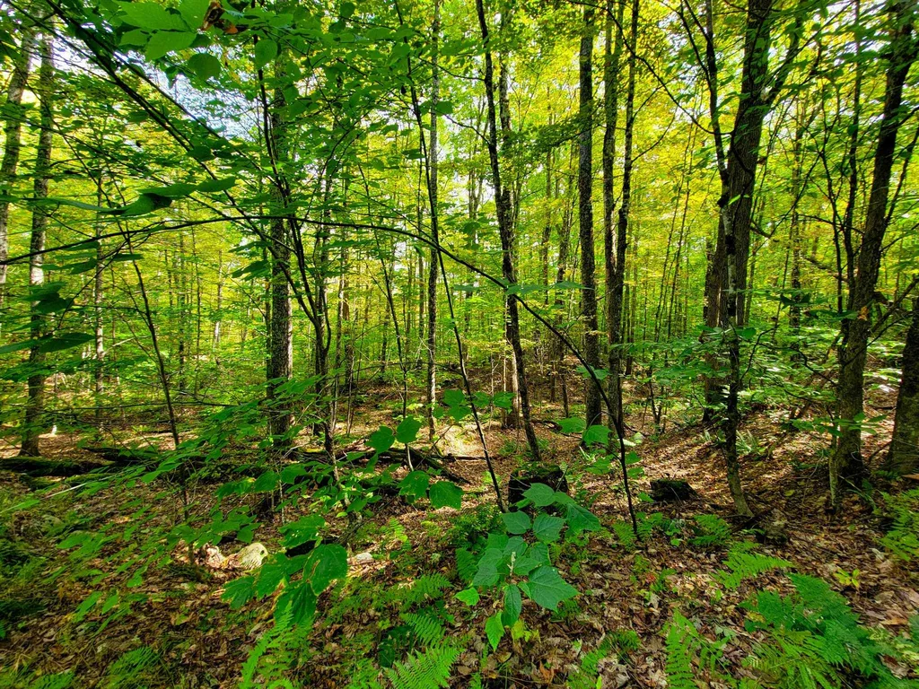 580 Forest Trail Newbury VT 05051