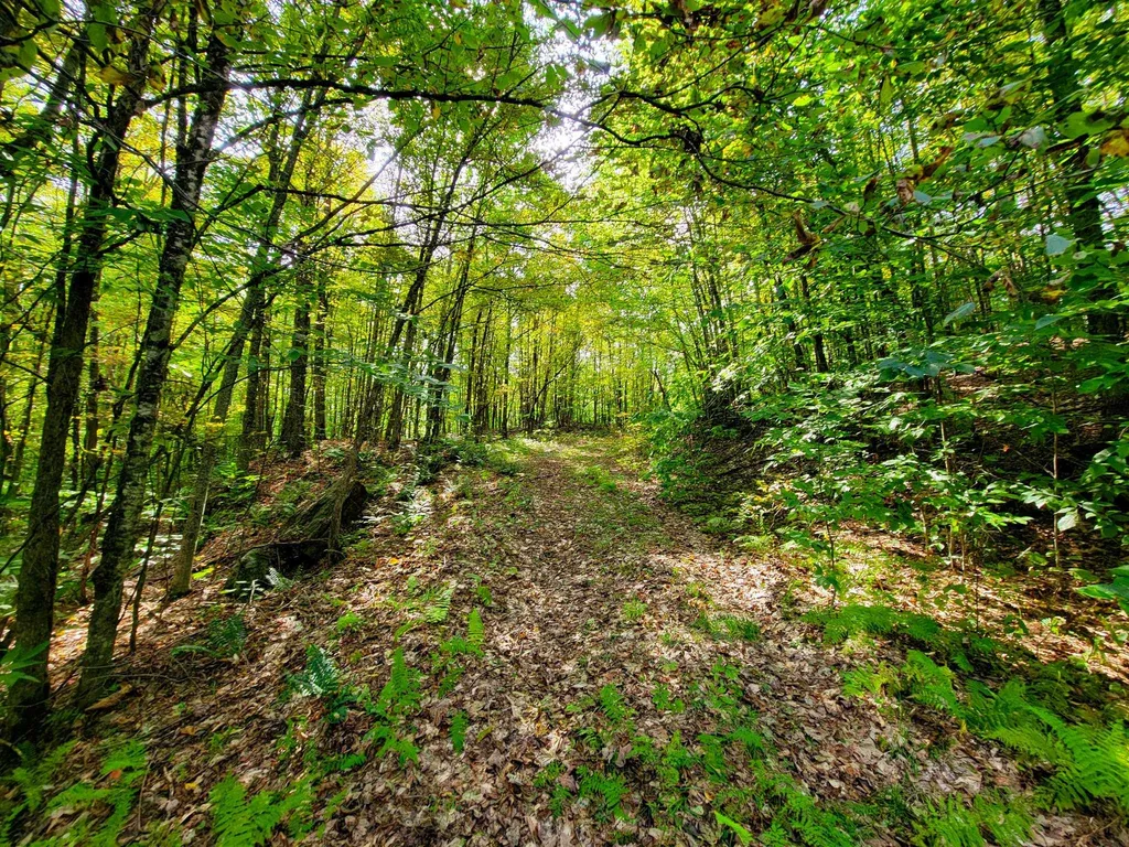 580 Forest Trail Newbury VT 05051