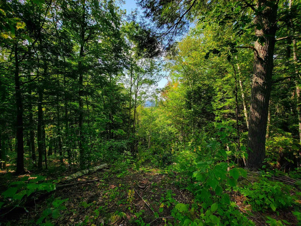 580 Forest Trail Newbury VT 05051
