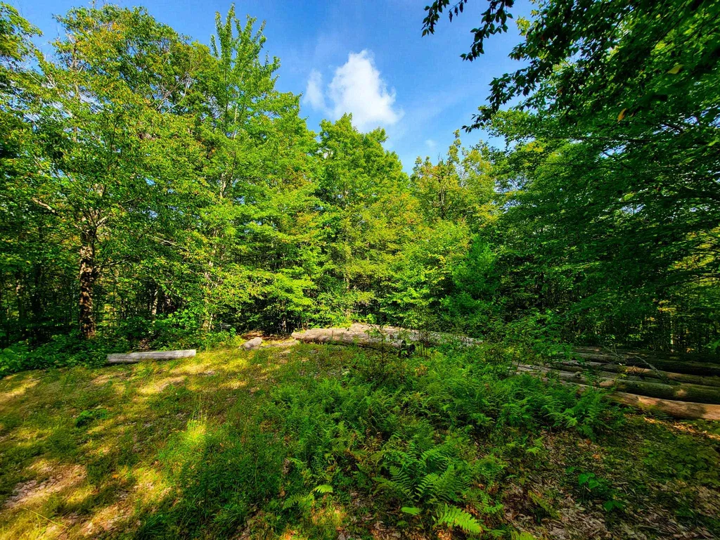 580 Forest Trail Newbury VT 05051