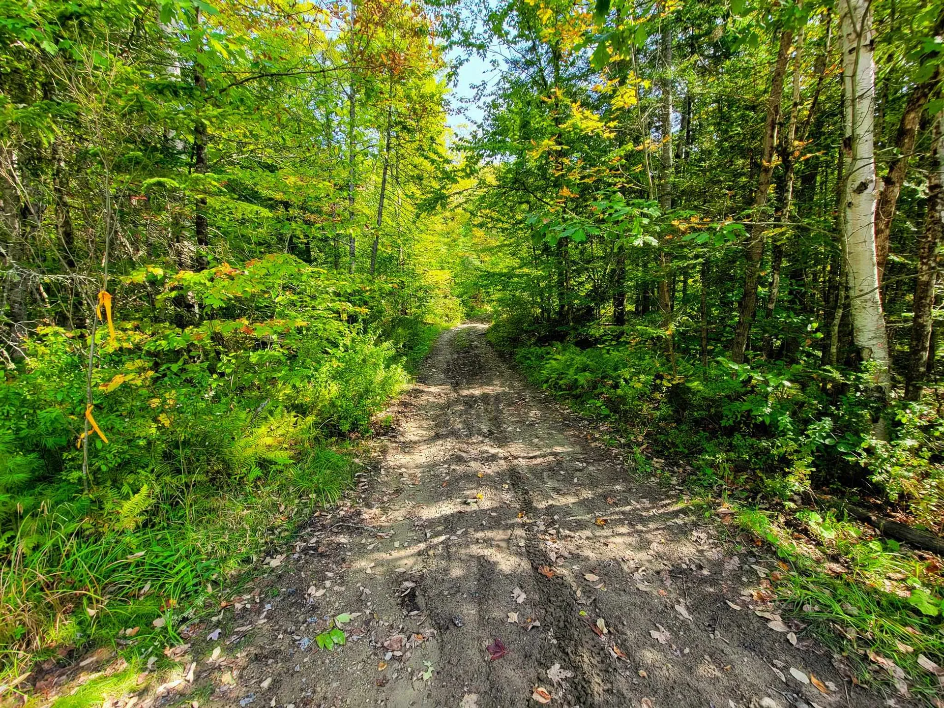 580 Forest Trail Newbury VT 05051