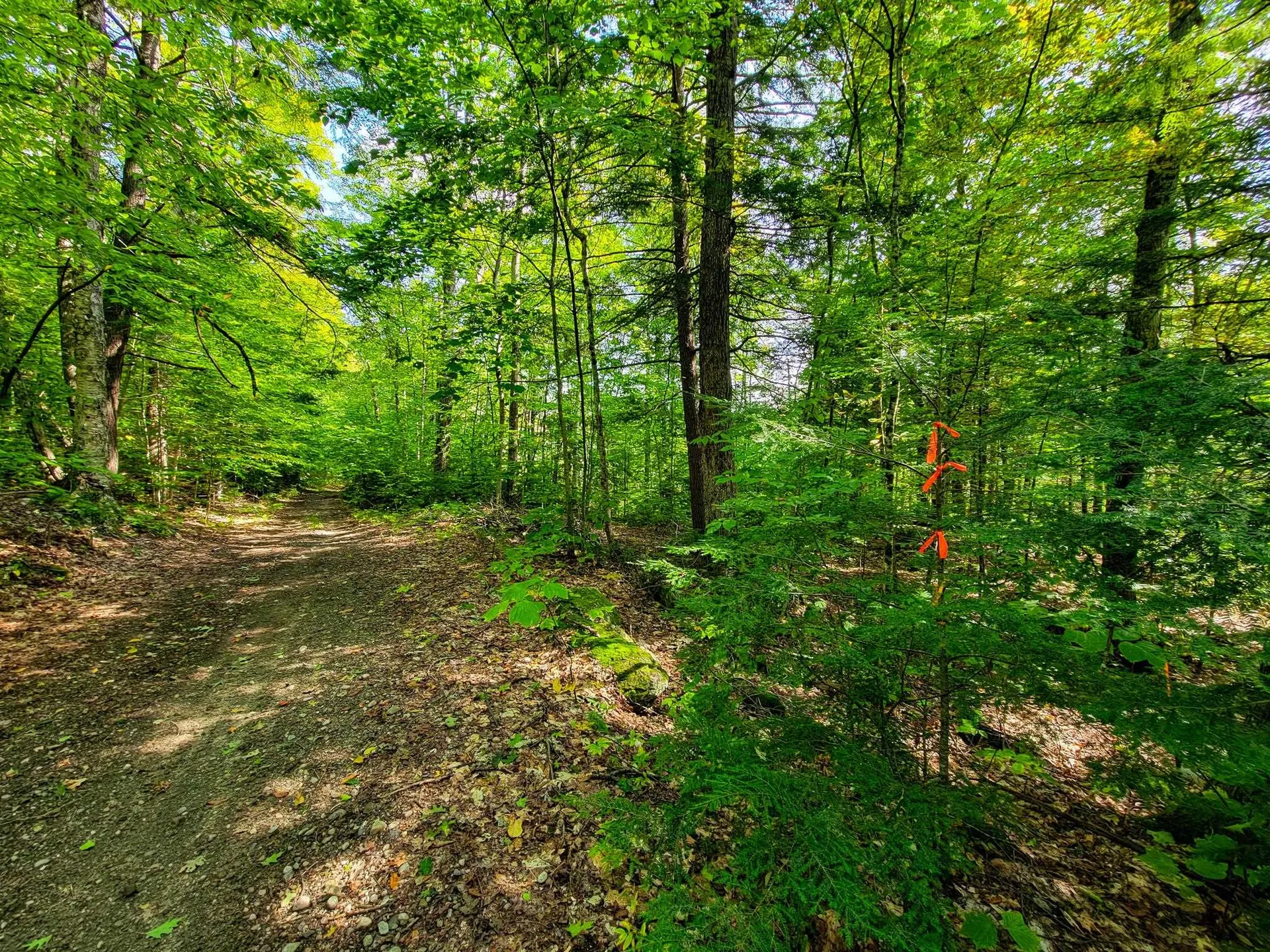580 Forest Trail Newbury VT 05051