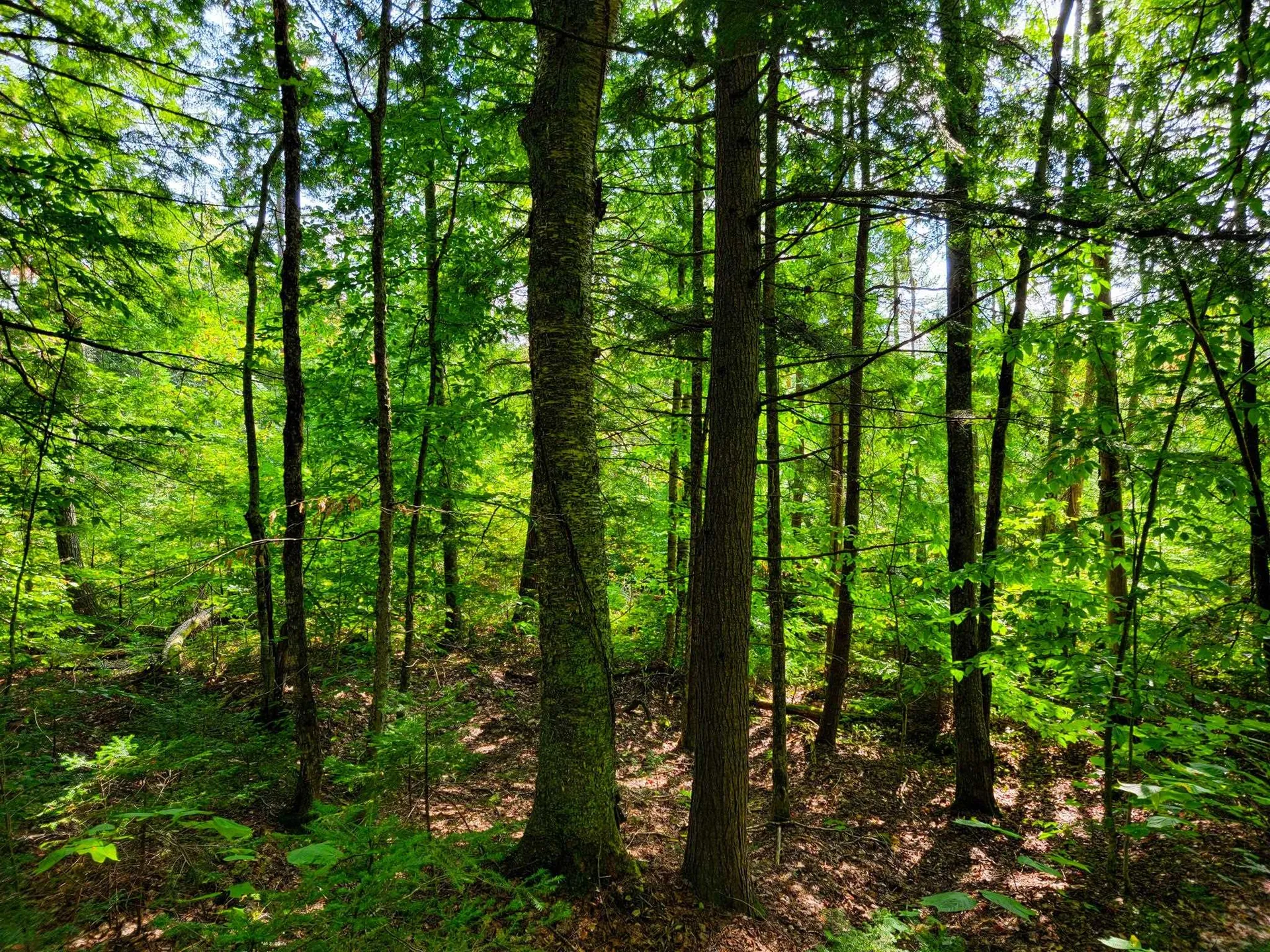 580 Forest Trail Newbury VT 05051