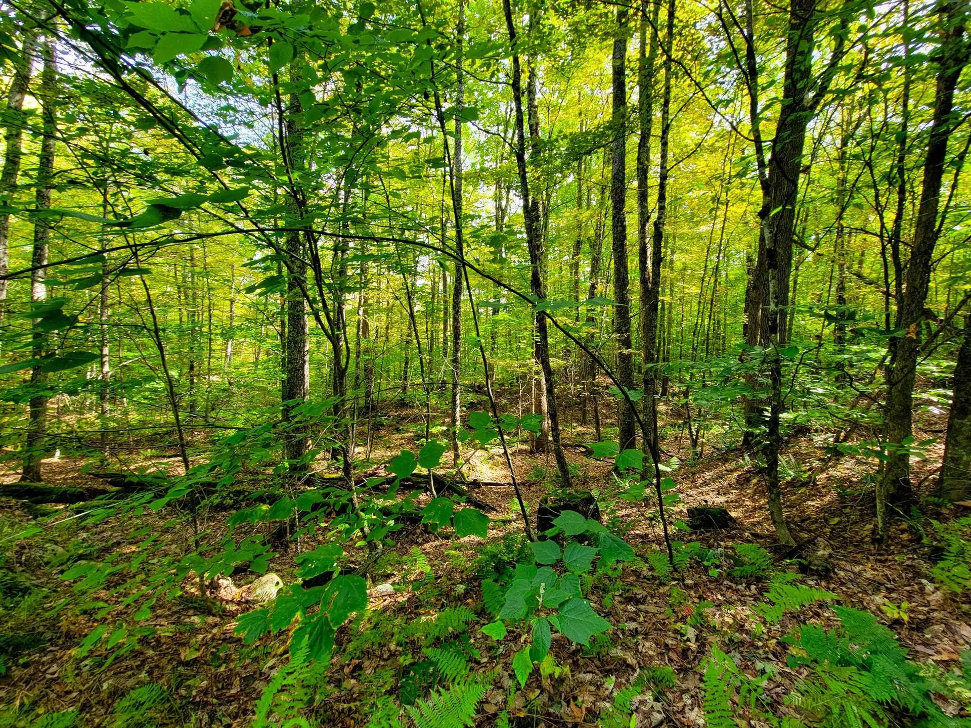 580 Forest Trail Newbury VT 05051