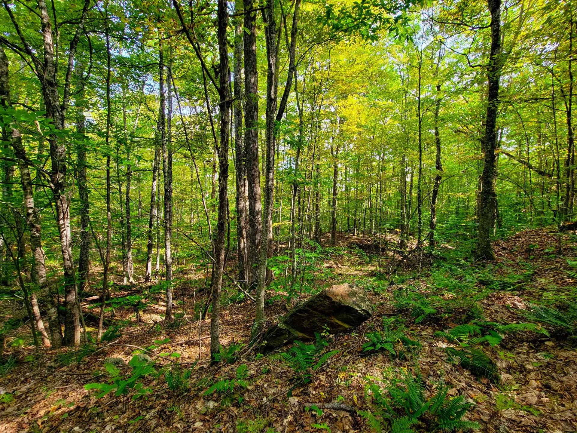 580 Forest Trail Newbury VT 05051