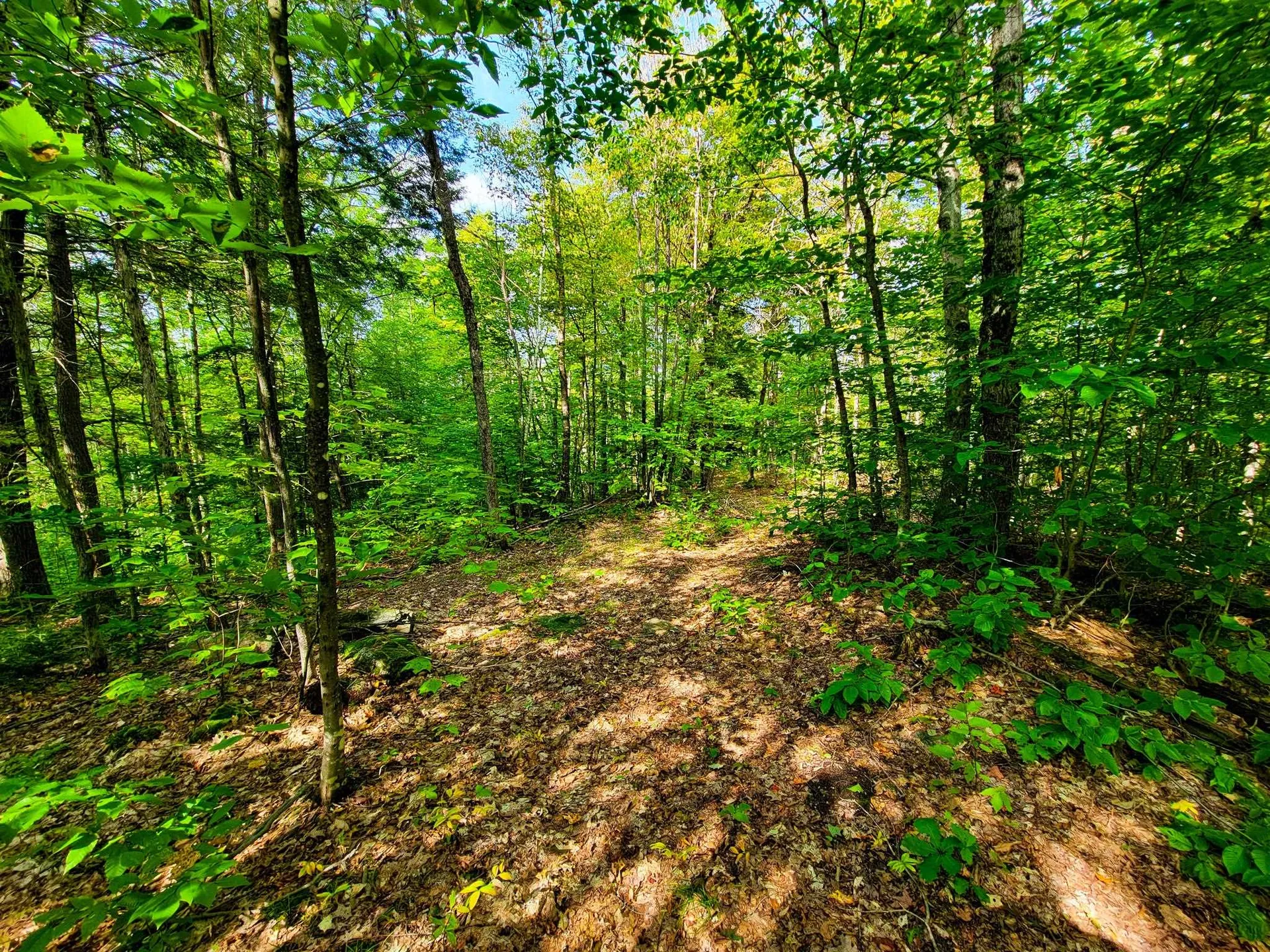 580 Forest Trail Newbury VT 05051