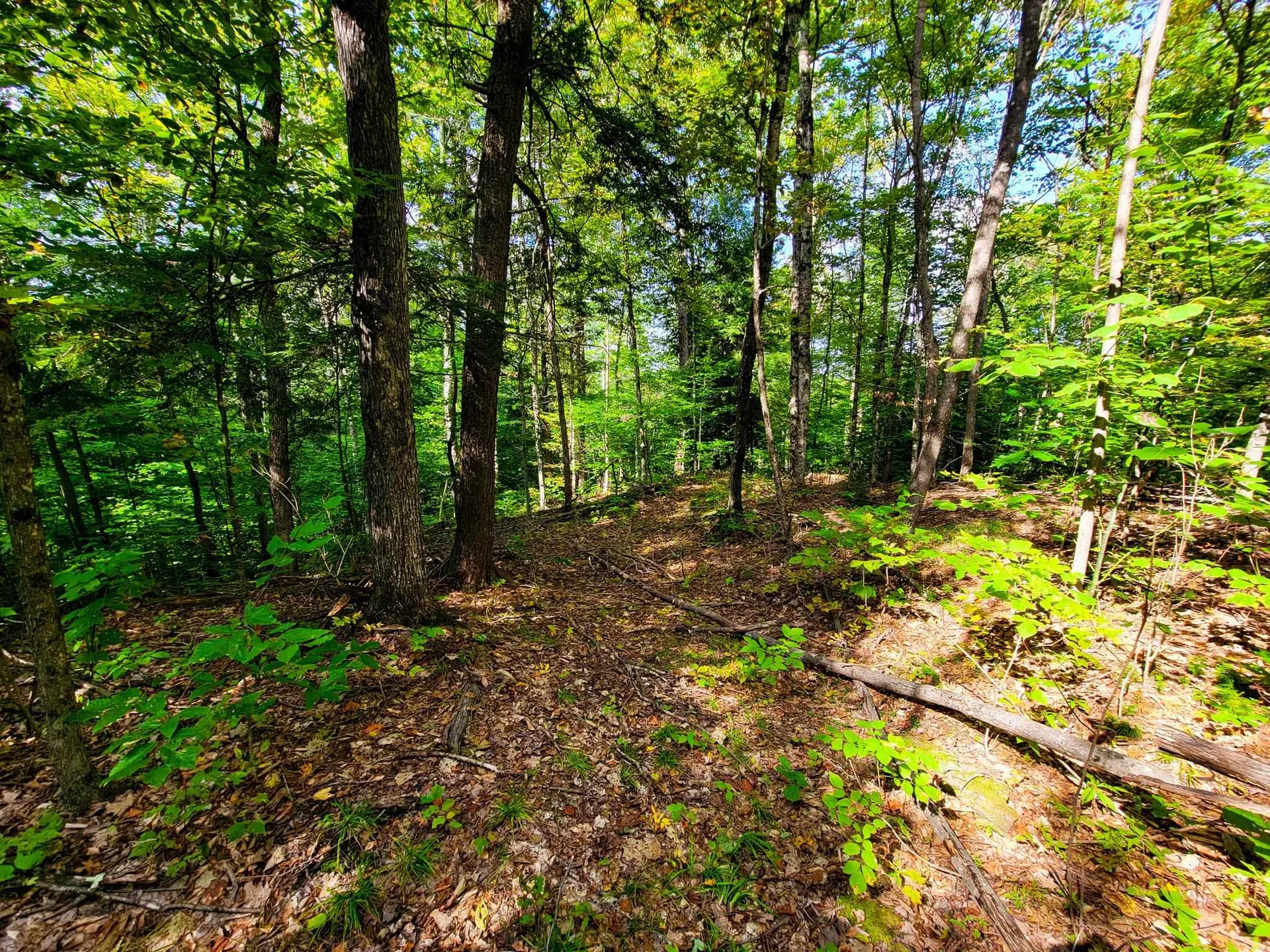 580 Forest Trail Newbury VT 05051