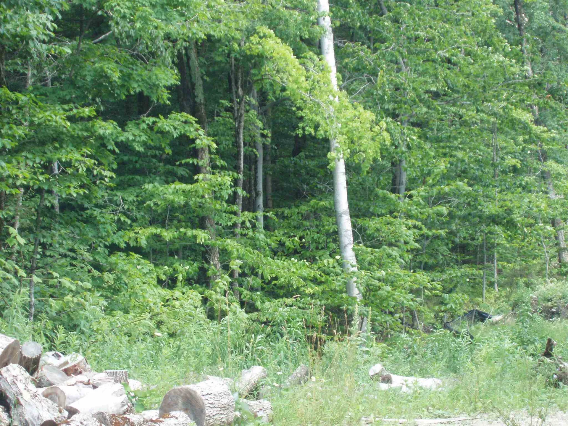 41 Moose Hollow Road Winhall VT 05340