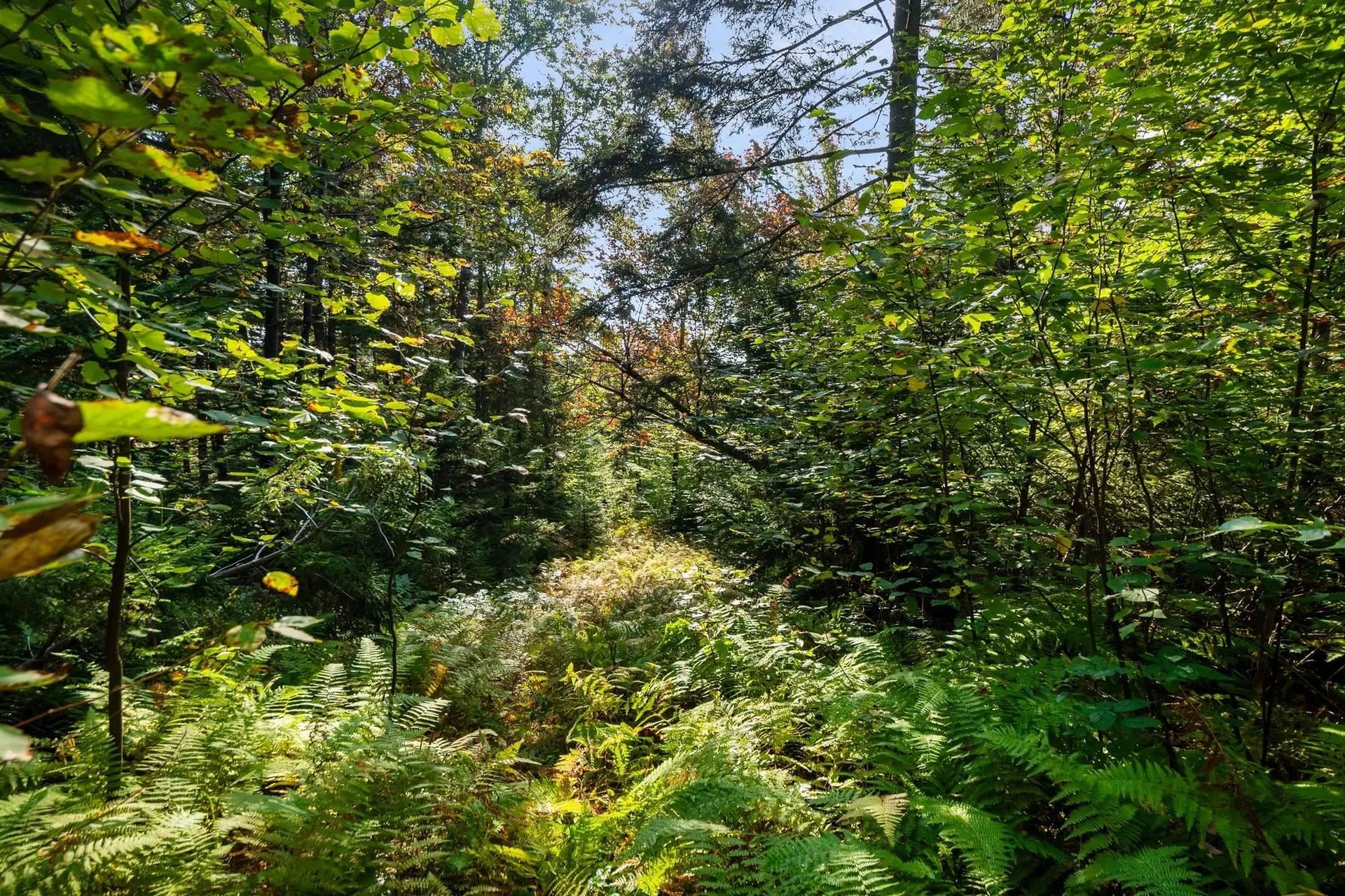 905 South Hill Road Stockbridge VT 05772