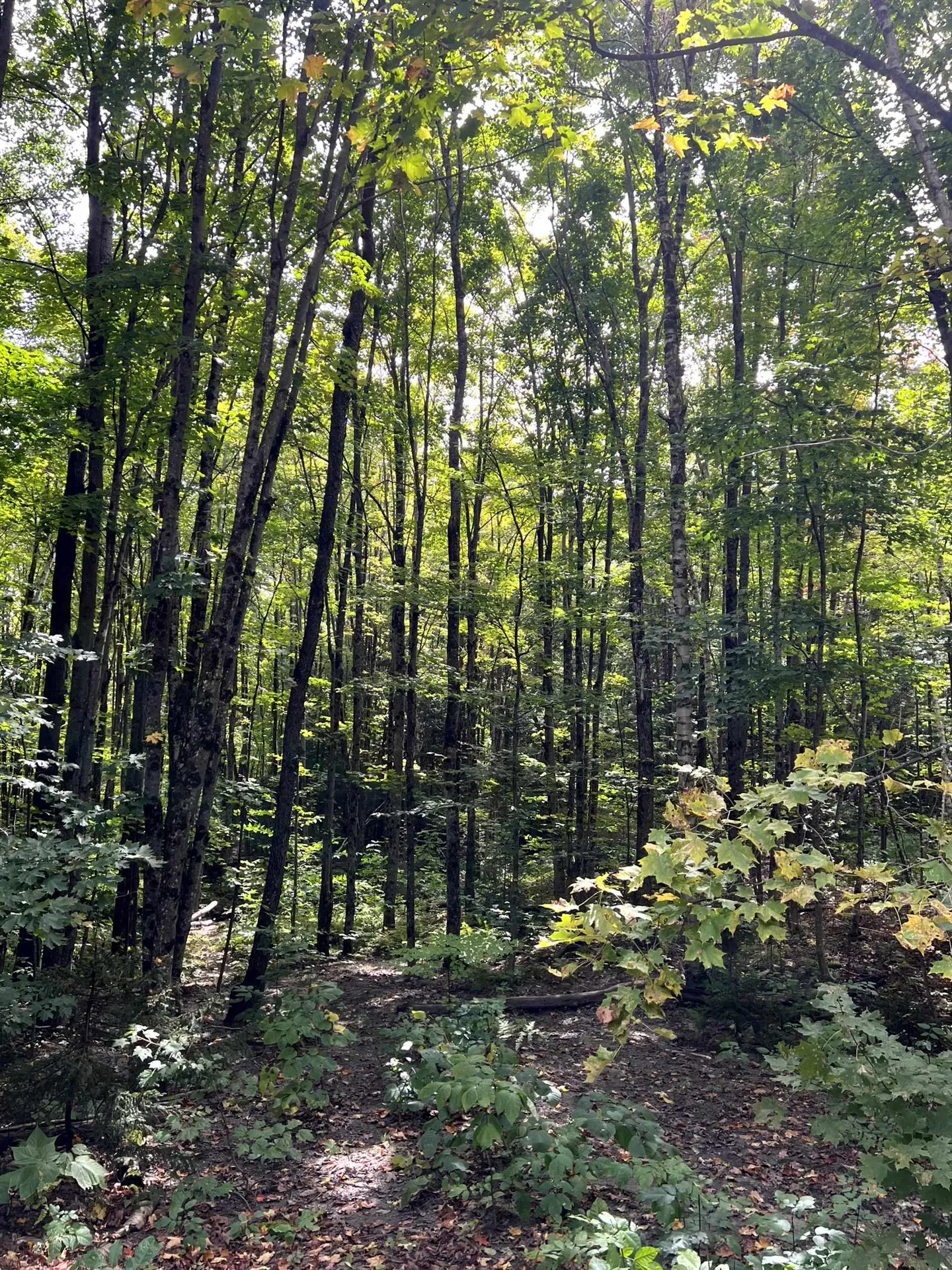 - Westover Road Jay VT 05859