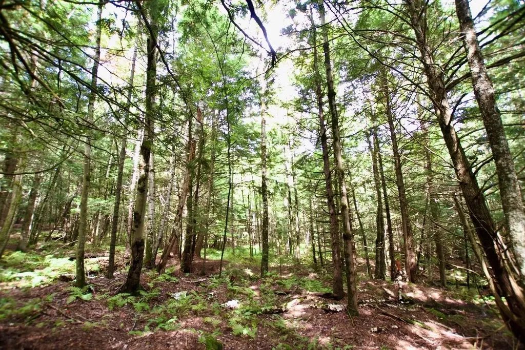 0 Luce Hill Road Stowe VT 05672