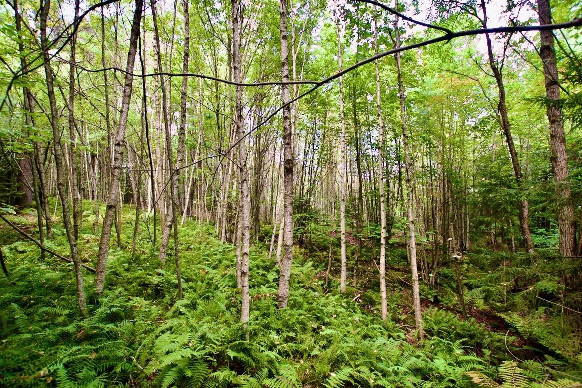 0 Luce Hill Road Stowe VT 05672