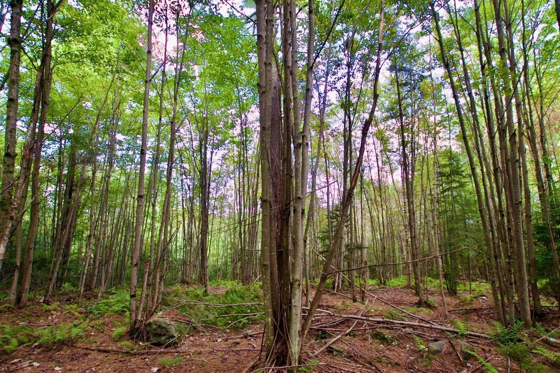 0 Luce Hill Road Stowe VT 05672