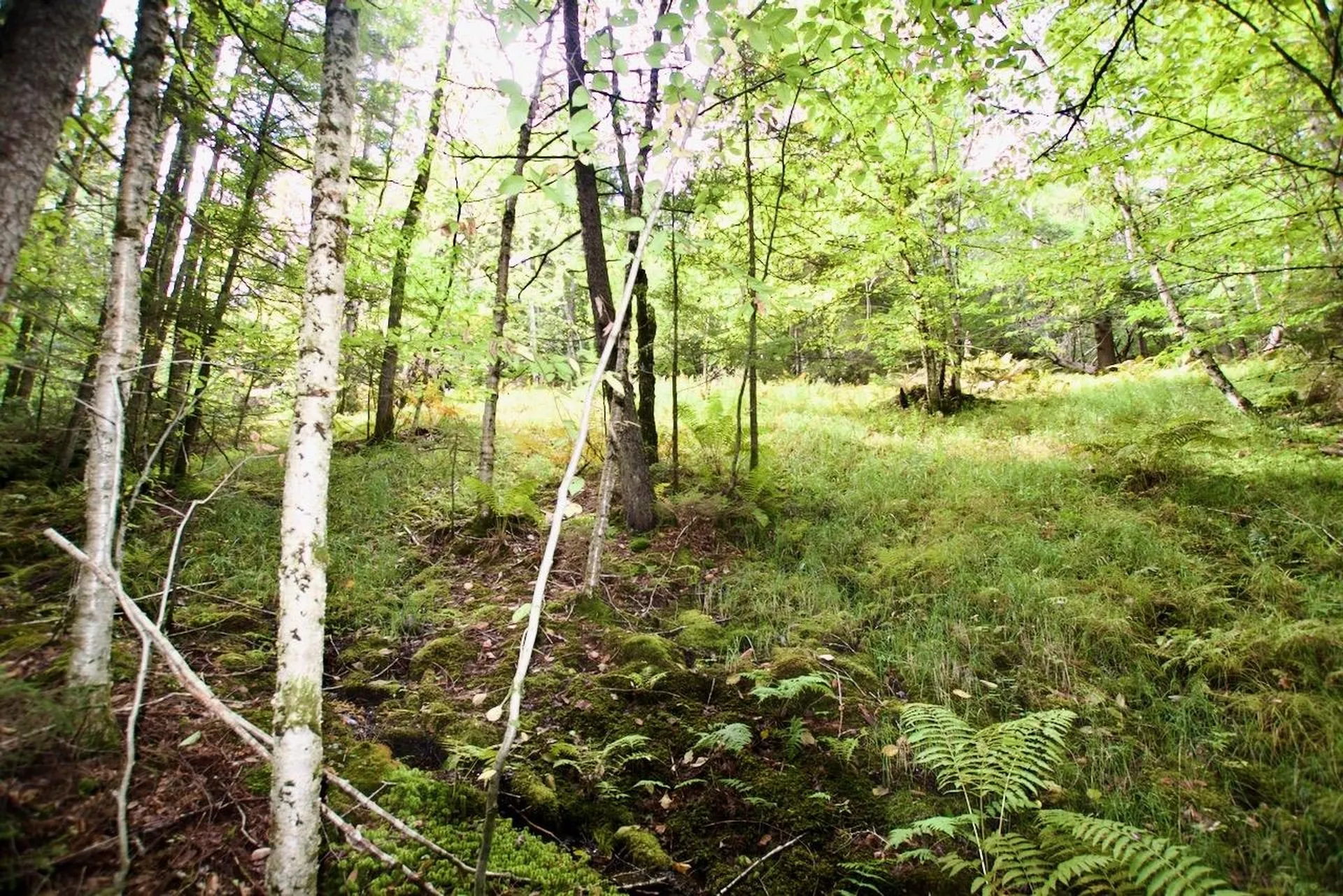 0 Luce Hill Road Stowe VT 05672