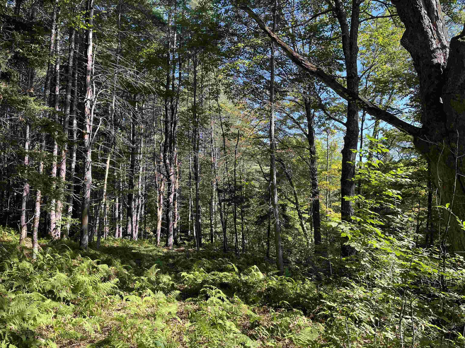 0 Chaos Turnpike Cavendish VT 05142