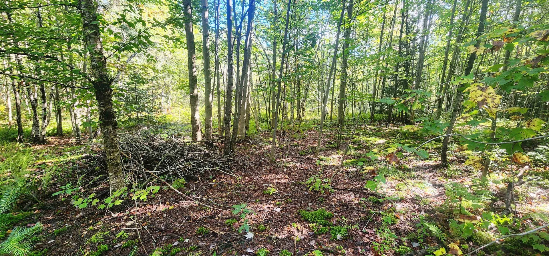 37 Raynor Road Roxbury VT 05669