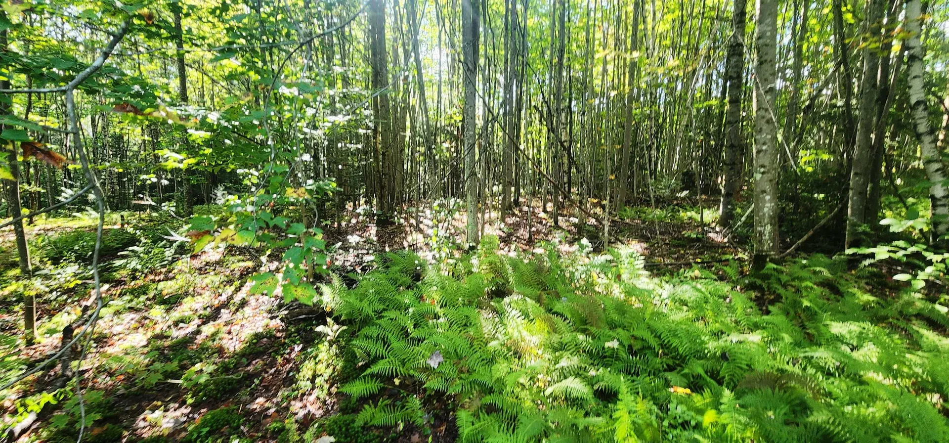 37 Raynor Road Roxbury VT 05669