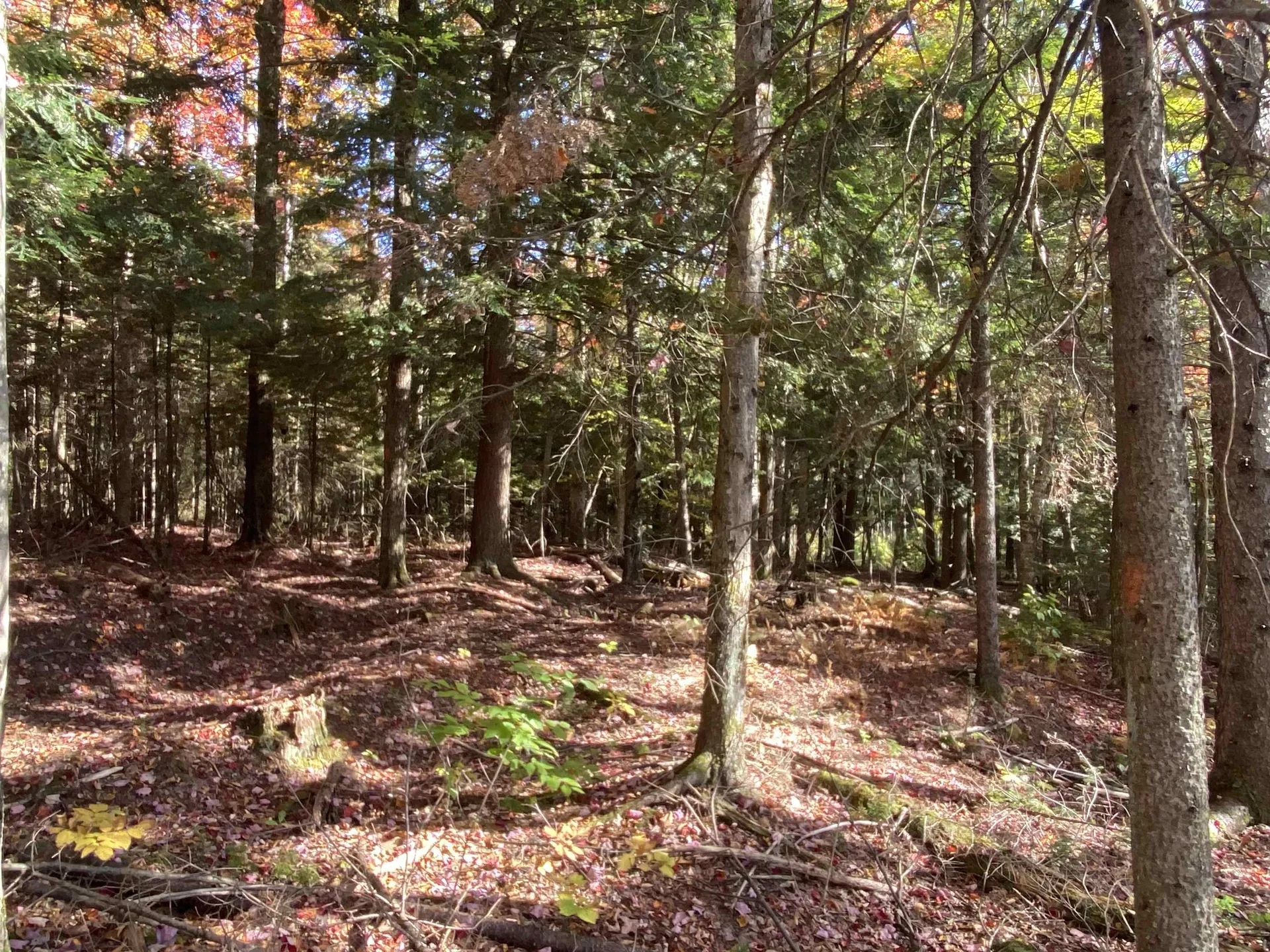 1591 Bunker Hill Road Hardwick VT 05843