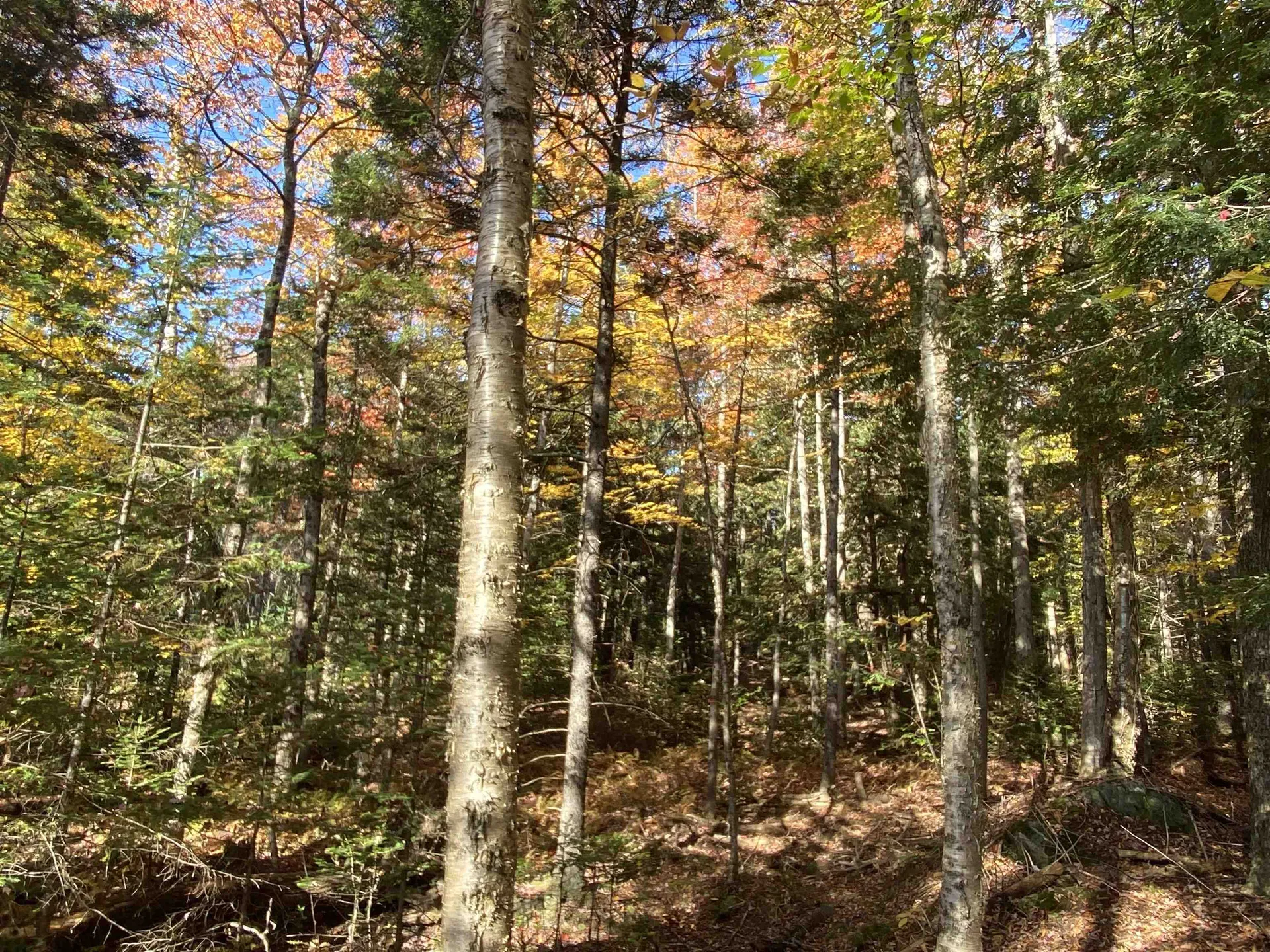 1591 Bunker Hill Road Hardwick VT 05843